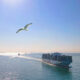OOCL bird