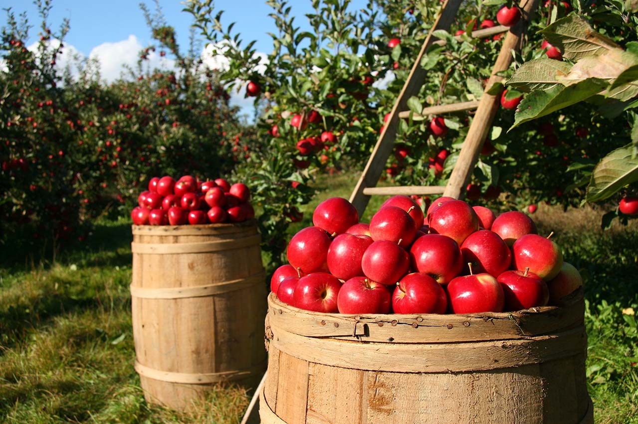 Magnets on MFMs: Case of ‘a few bad apples spoiling the basket’ 26 5c9321d74ecb7 1553146327