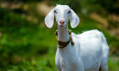 goat