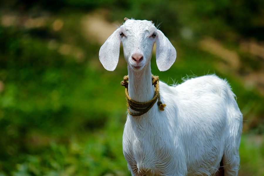 goat