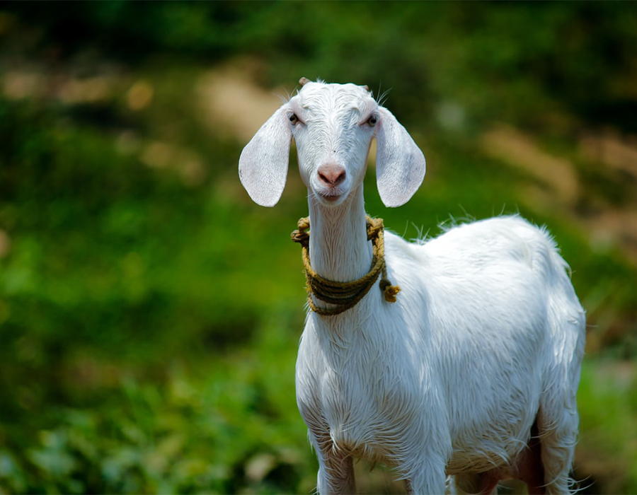 goat